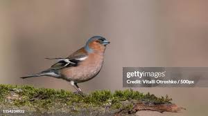 Attēlu rezultāti vaicājumam “Fringilla coelebs male”