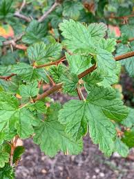 Attēlu rezultāti vaicājumam “Ribes uva-crispa”