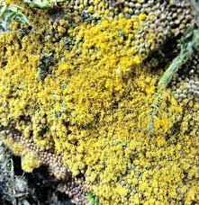 Attēlu rezultāti vaicājumam “Trichia longipalpis sessile”