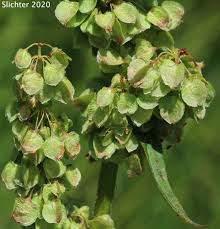 Attēlu rezultāti vaicājumam “Rumex aquaticus bud”