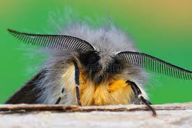 Attēlu rezultāti vaicājumam “Diaphora mendica female”