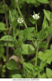 Attēlu rezultāti vaicājumam “Moehringia trinervia flower”