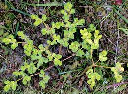 Attēlu rezultāti vaicājumam “Euphorbia helioscopia leaf”
