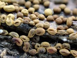 Attēlu rezultāti vaicājumam “Perichaena depressa spores”