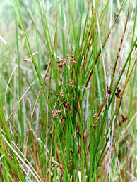 Attēlu rezultāti vaicājumam “Juncus balticus”