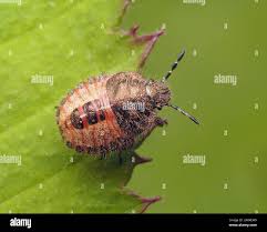 Attēlu rezultāti vaicājumam “Dolycoris baccarum”