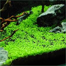 Attēlu rezultāti vaicājumam “Elatine hydropiper leaf”