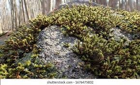 Attēlu rezultāti vaicājumam “Acrocarpous mosses”