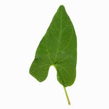Attēlu rezultāti vaicājumam “Calystegia sepium leaf”