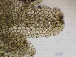 Attēlu rezultāti vaicājumam “Riccardia multifida”