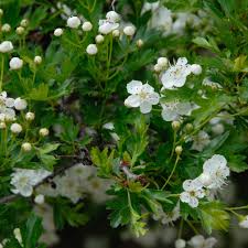 Attēlu rezultāti vaicājumam “Crataegus submollis flower”