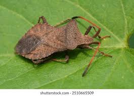 Attēlu rezultāti vaicājumam “Dasytes caeruleus imago”