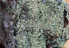 Attēlu rezultāti vaicājumam “Hypocenomyce scalaris”