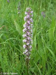 Attēlu rezultāti vaicājumam “Gymnadenia conopsea fruit”