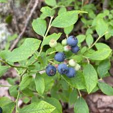 Attēlu rezultāti vaicājumam “Vaccinium angustifolium”
