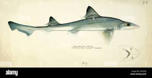 Image result for Mustelus antarcticus