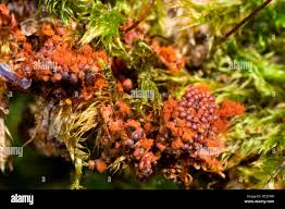 Attēlu rezultāti vaicājumam “Arcyria globosa young”