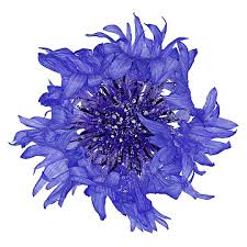 Attēlu rezultāti vaicājumam “Cyanus segetum flower”