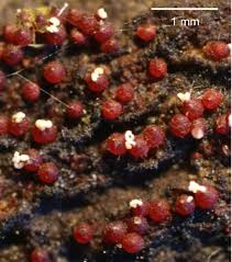 Attēlu rezultāti vaicājumam “Neonectria fuckeliana”