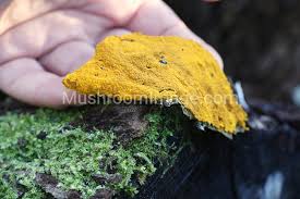 Attēlu rezultāti vaicājumam “Oligonema persimile spores”