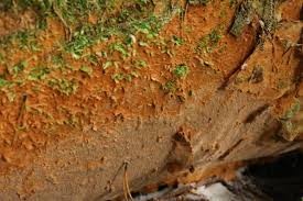 Attēlu rezultāti vaicājumam “Asterodon ferruginosus”