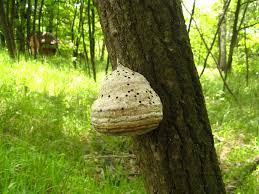 Attēlu rezultāti vaicājumam “Laserpitium pruthenicum”