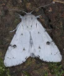 Attēlu rezultāti vaicājumam “Acronicta leporina larva”