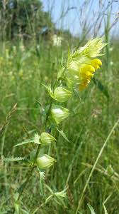 Attēlu rezultāti vaicājumam “Rhinanthus serotinus flower”
