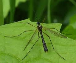 Attēlu rezultāti vaicājumam “Ptychoptera sp.”