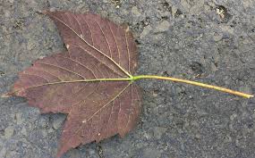 Attēlu rezultāti vaicājumam “Acer pseudoplatanus fo. purpurascens leaf”