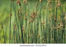Attēlu rezultāti vaicājumam “Schoenoplectus lacustris subsp. glaucus flower”