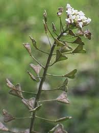 Attēlu rezultāti vaicājumam “Capsella bursa-pastoris flower”