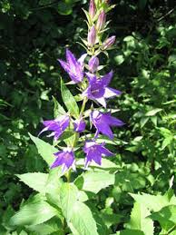 Attēlu rezultāti vaicājumam “Campanula latifolia fruit”