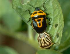 Attēlu rezultāti vaicājumam “Panonychus”
