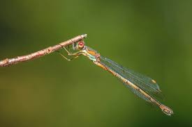 Attēlu rezultāti vaicājumam “Chalcolestes viridis”