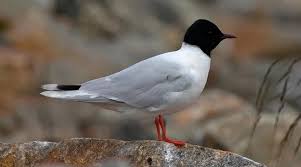 Attēlu rezultāti vaicājumam “Larus minutus”