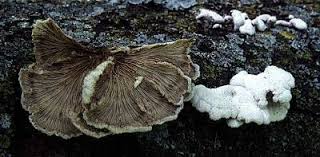 Attēlu rezultāti vaicājumam “Schizophyllum commune”