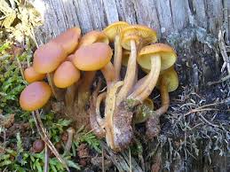 Attēlu rezultāti vaicājumam “Gymnopilus picreus”
