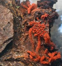 Attēlu rezultāti vaicājumam “Heterotrichia oerstedii (syn. Arcyria oerstedii) spores”