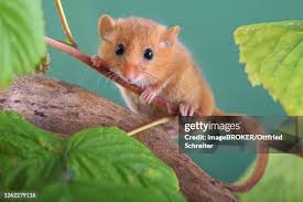 Attēlu rezultāti vaicājumam “Muscardinus avellanarius”