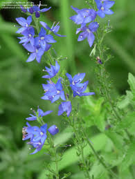 Attēlu rezultāti vaicājumam “Veronica austriaca subsp. teucrium leaf”