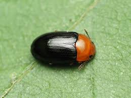 Attēlu rezultāti vaicājumam “Triplax aenea”