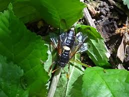 Attēlu rezultāti vaicājumam “Cimbex femoratus”