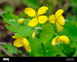 Attēlu rezultāti vaicājumam “Chelidonium majus bud”