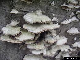 Attēlu rezultāti vaicājumam “Trichaptum abietinum”