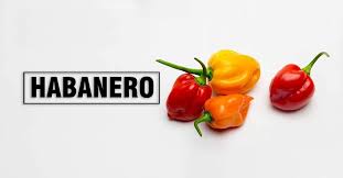 Afbeeldingsresultaat voor aji habanero hot pepper