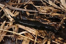 Attēlu rezultāti vaicājumam “Haemopis sanguisuga”