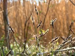 Attēlu rezultāti vaicājumam “Carex sylvatica flower”