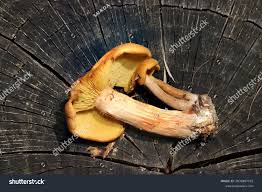 Attēlu rezultāti vaicājumam “Gymnopilus picreus”