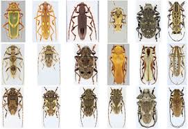 Attēlu rezultāti vaicājumam “Cerambycidae”